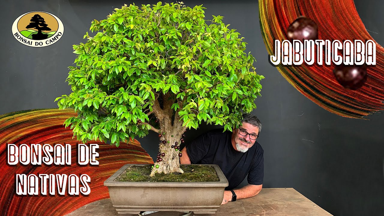 BONSAI de nativas. Jabuticaba.