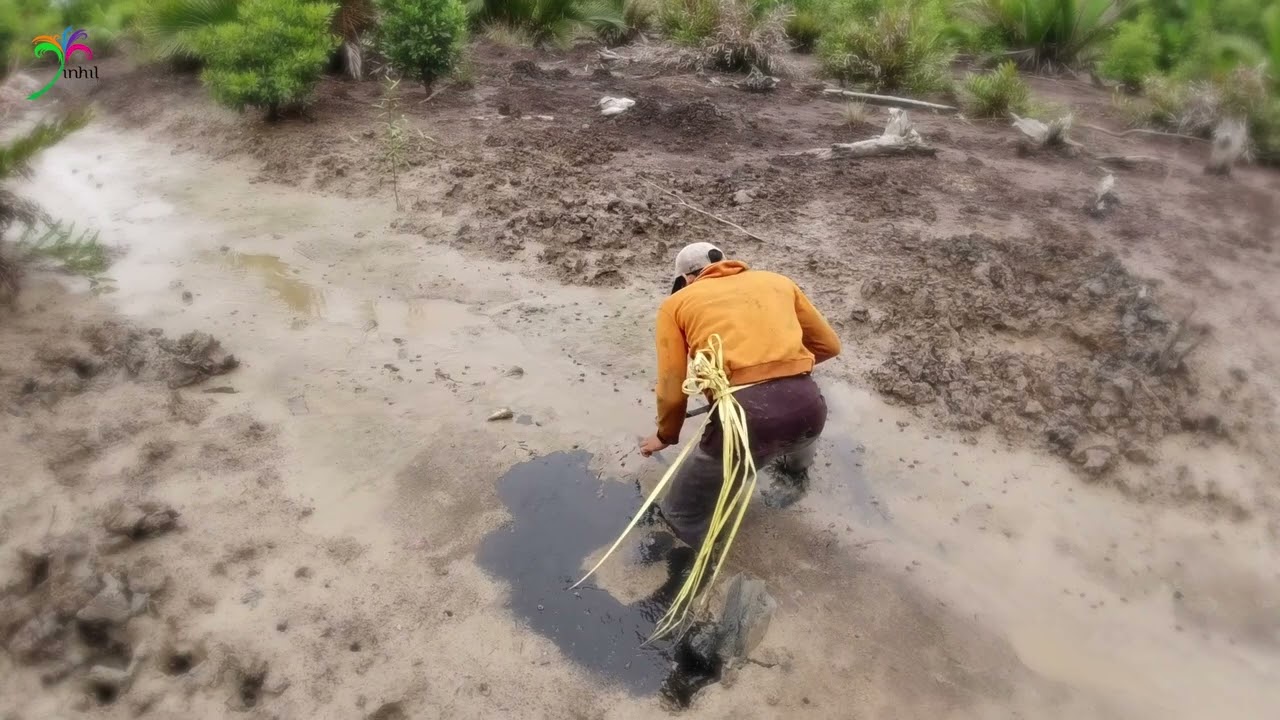 Kepiting Bakau (Ketam) di Alam Pesisir Indragiri Hilir - Riau