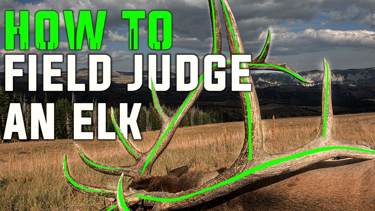 Easy trophy scoring on the hoof! How to Field Judge Elk with Mike Eastman
