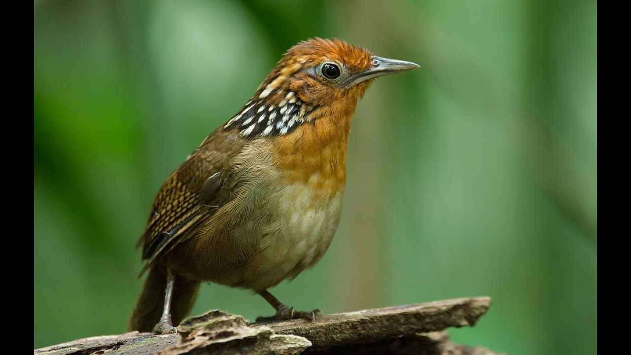 Uirapuru verdadeiro