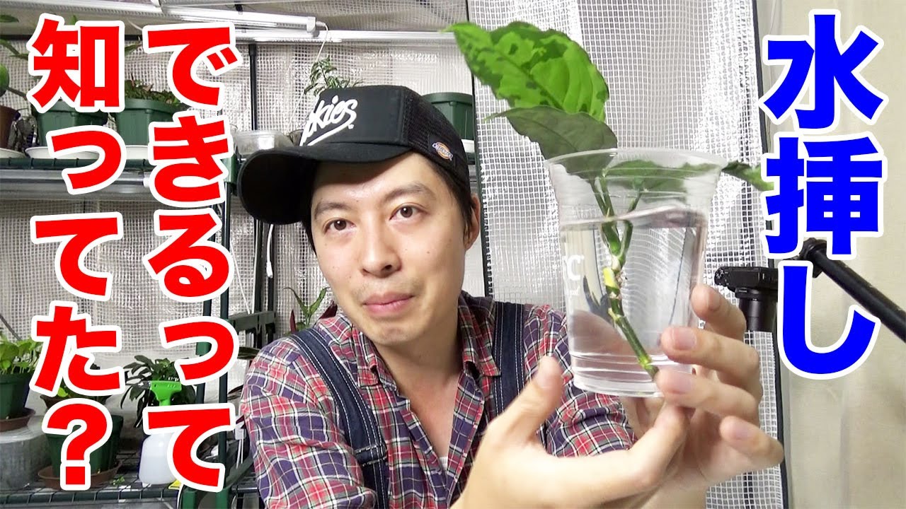 【簡単】アグラオネマ ピクタムの増やし方＆仕立て直し！【熱帯雨林植物】