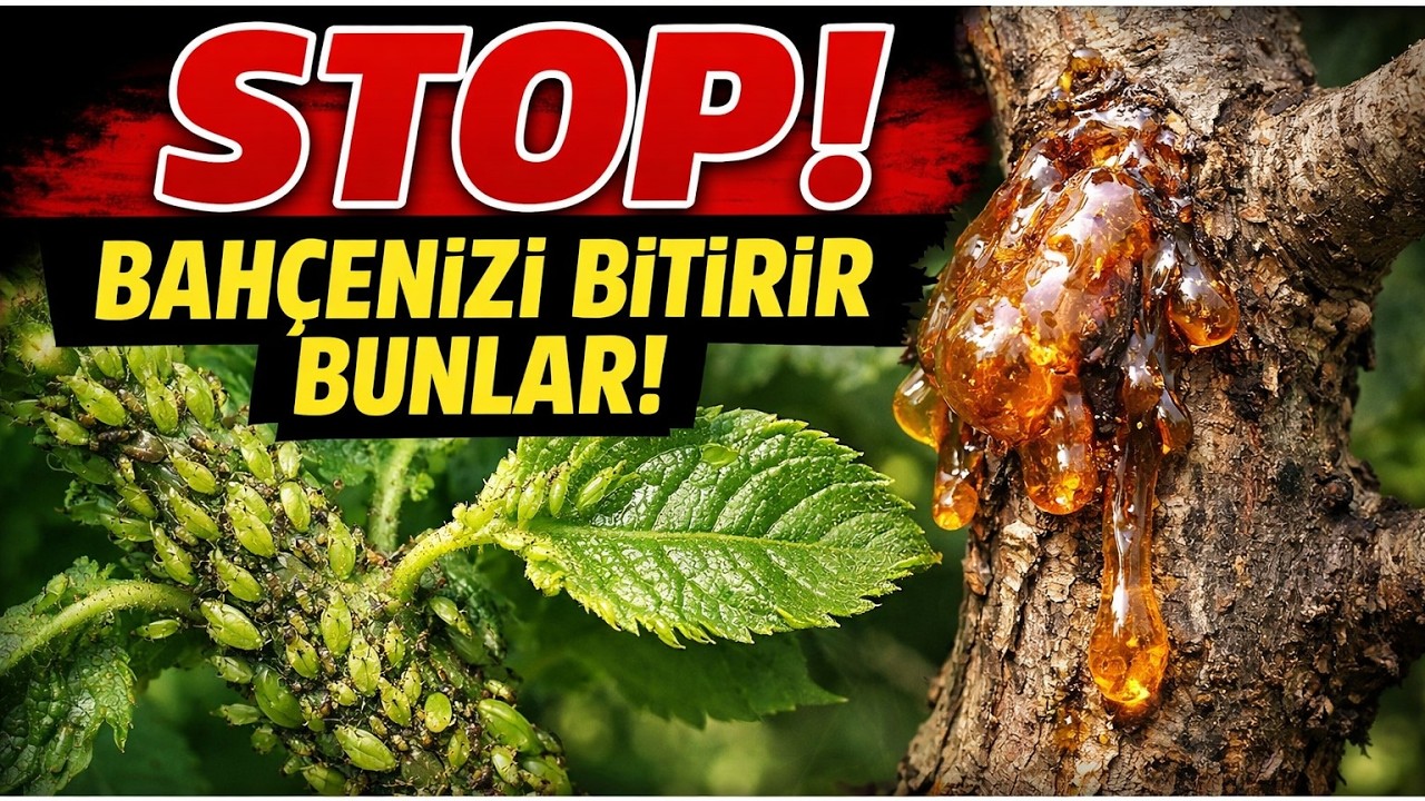 BAHÇENİZİ KURTARIN: Yaprak Biti, Zamklanma ve 6 Soruna KESİN ÇÖZÜM!