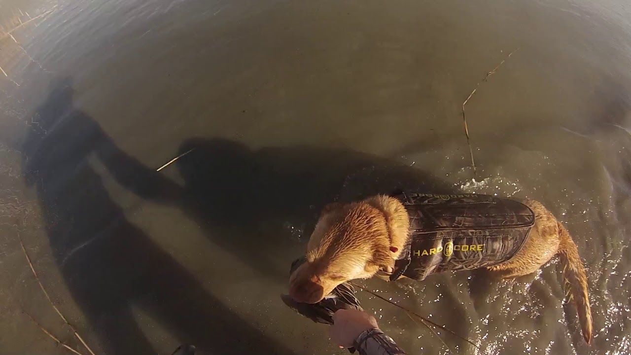 Utah Duck Hunting | 2 Man Limit