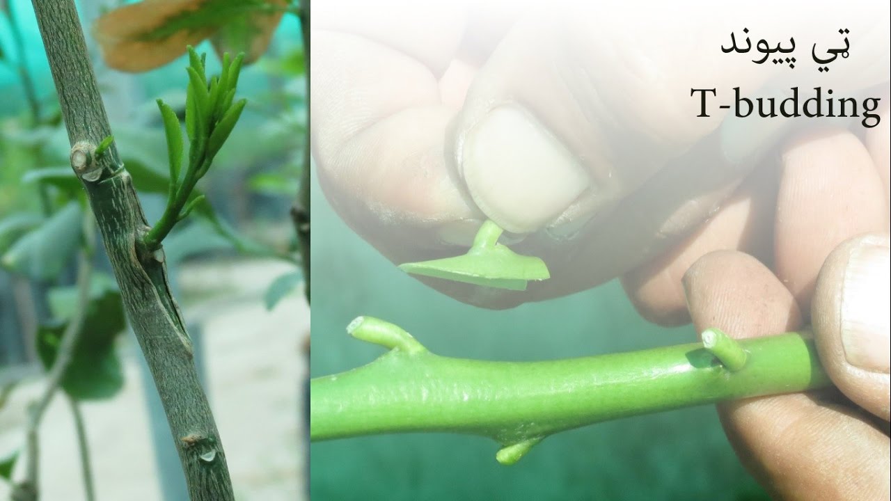 T Budding in citrus