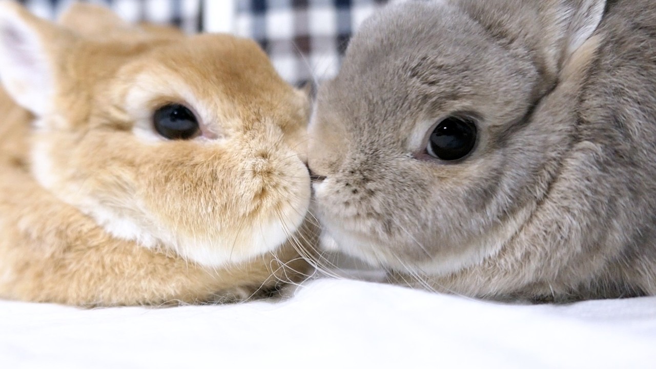 キスしはじめるうさぎ