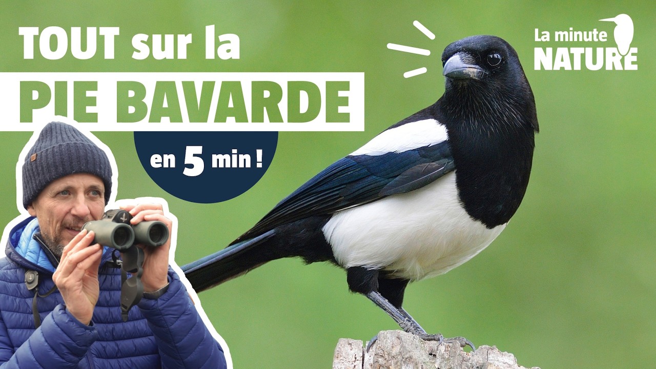 La pie, vraiment voleuse ?