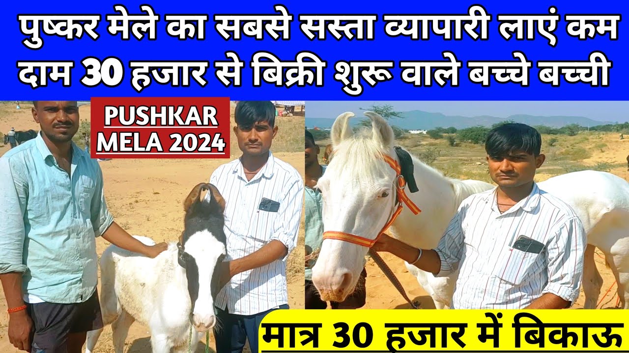 The Pushkar Fair's cheapest dealers bring girls and girls, starting at 30,000. Pushkar Fair 2024.