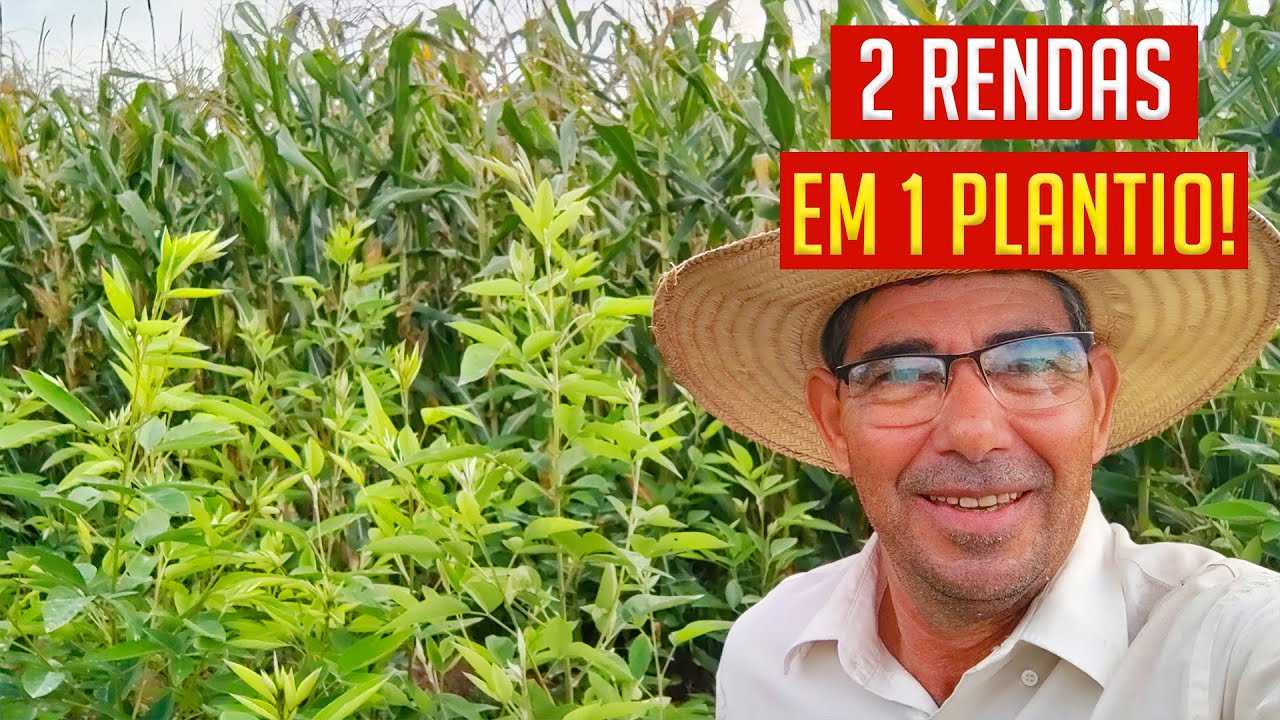 Como fazer 2 RENDAS em um ÚNICO PLANTIO?! Forma Incrível com Milho e Guandu juntos!