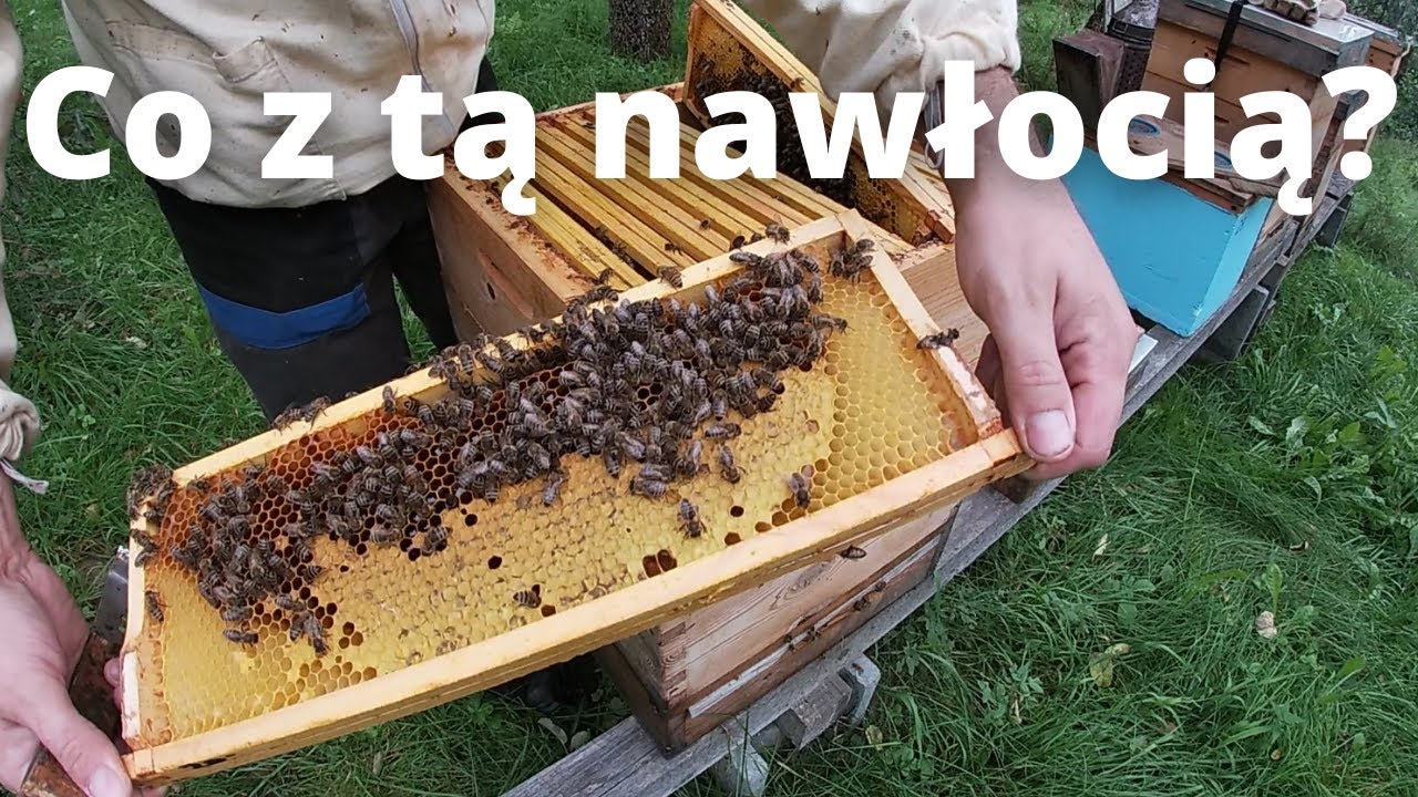#51 Co z tą nawłocią? - izoluje matki