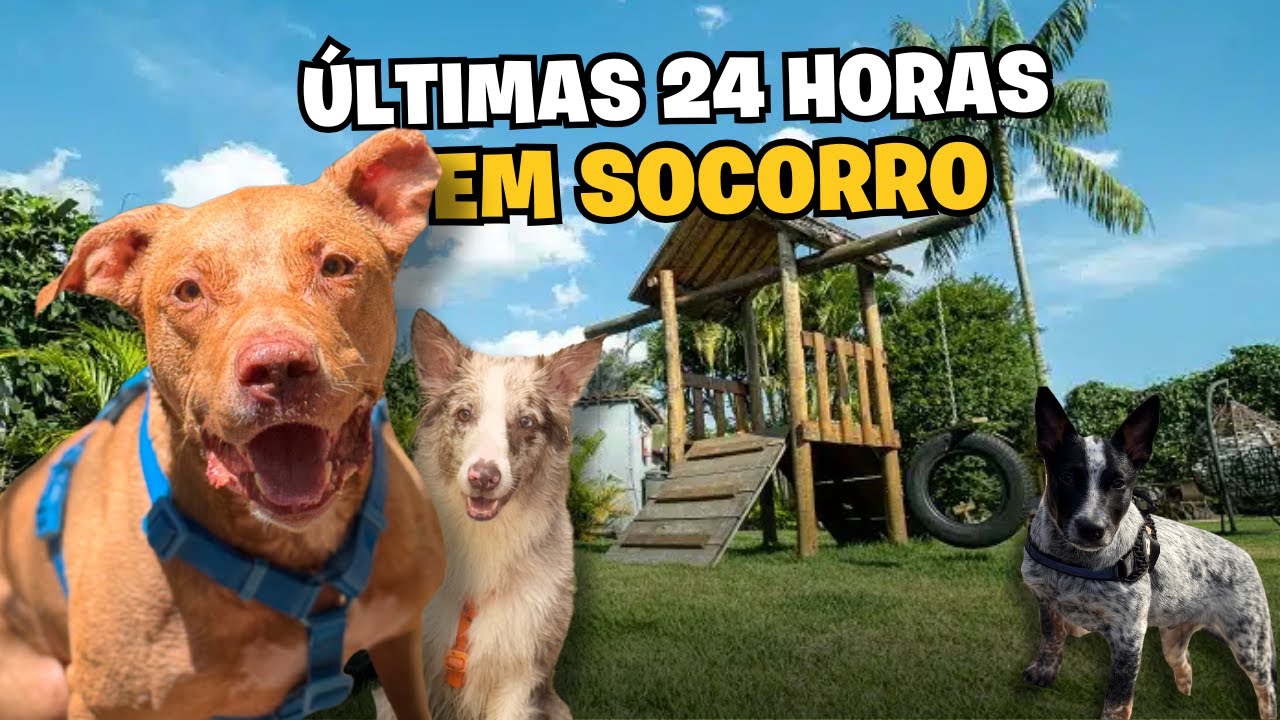 O Hotel Que Tem Massagem Pra Pets | Conhecemos Um Restaurante Com Cardápio Pet + Rotina