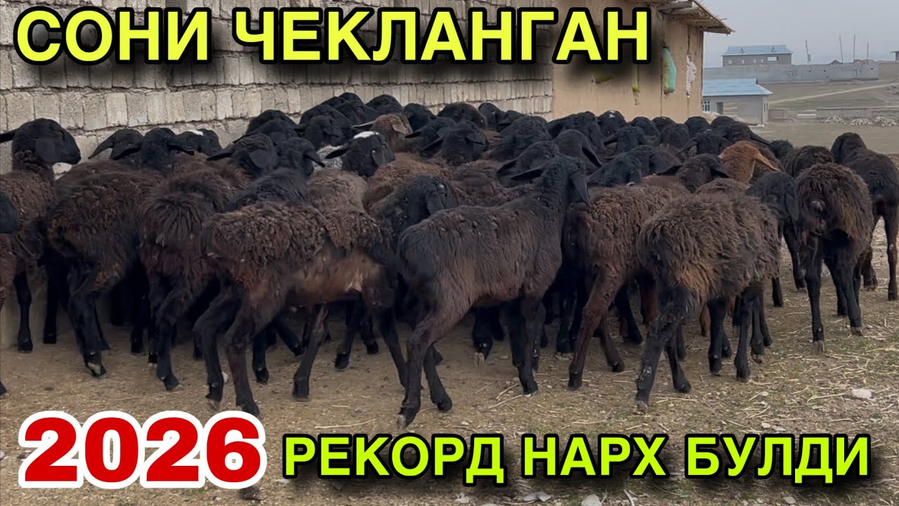 РЕКОРД НАРХ!☎️+998 95 040 1604  ☎️+998 95 817 1199