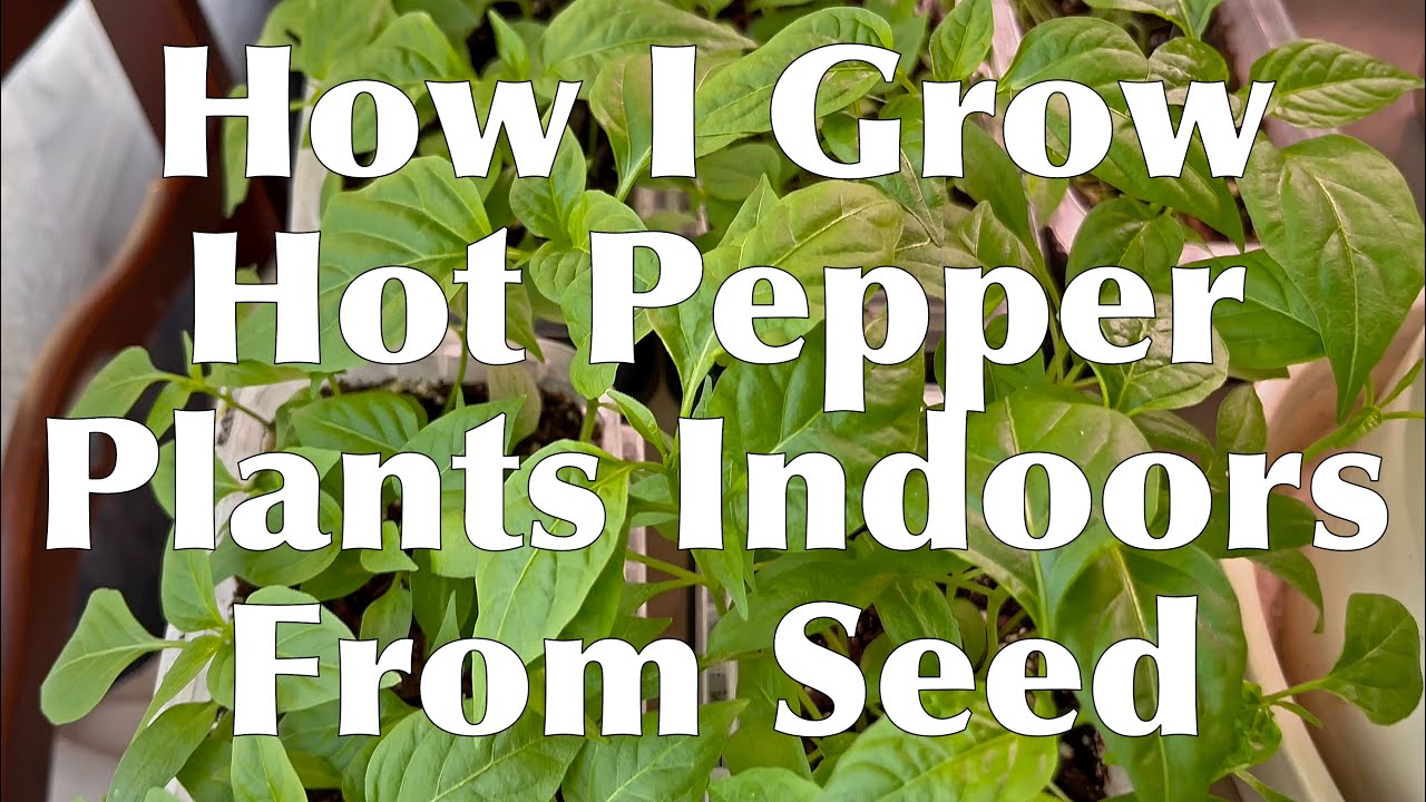 Growing Hot Peppers From Seed Indoors
