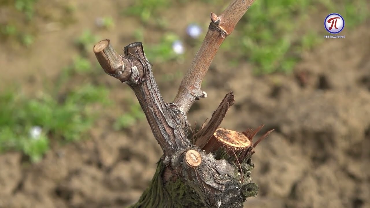 Orezivanje vinove loze je trenutno aktuelno kod vinogradara - vremenski uslovi odgovaraju