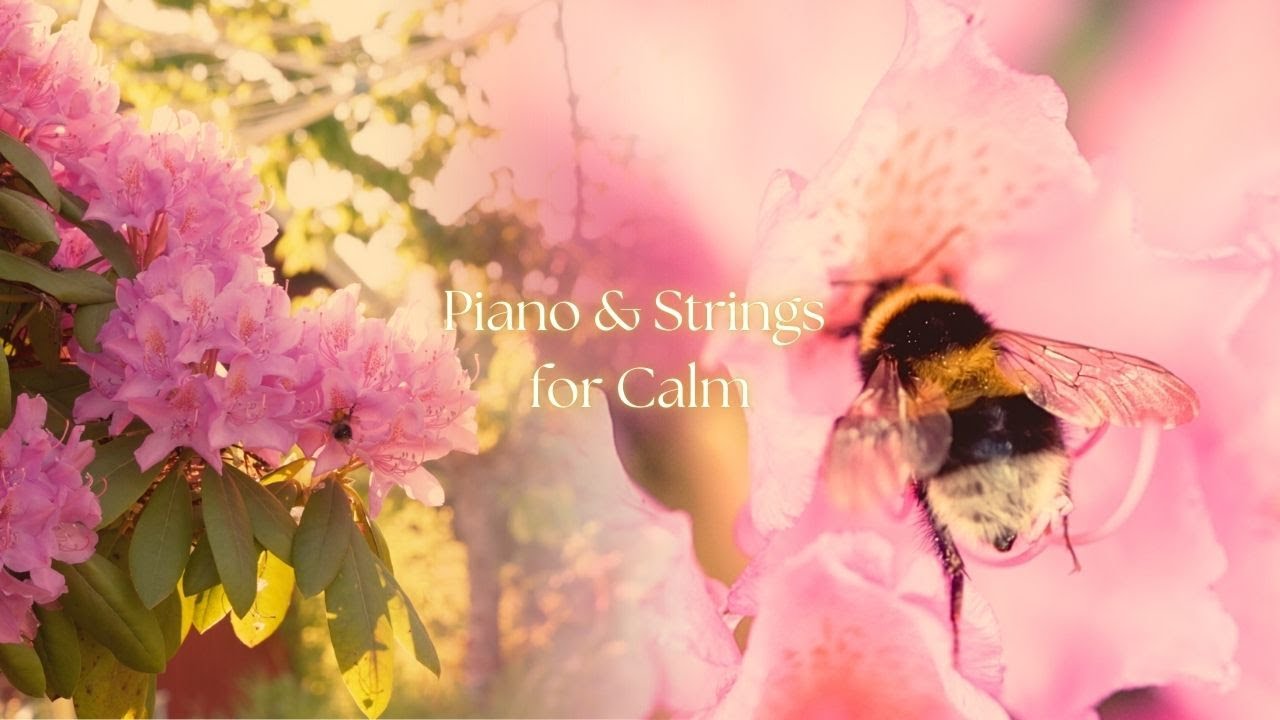 You're a bumblebee in love with a bloom | Classical playlist for Calm (NO AI)