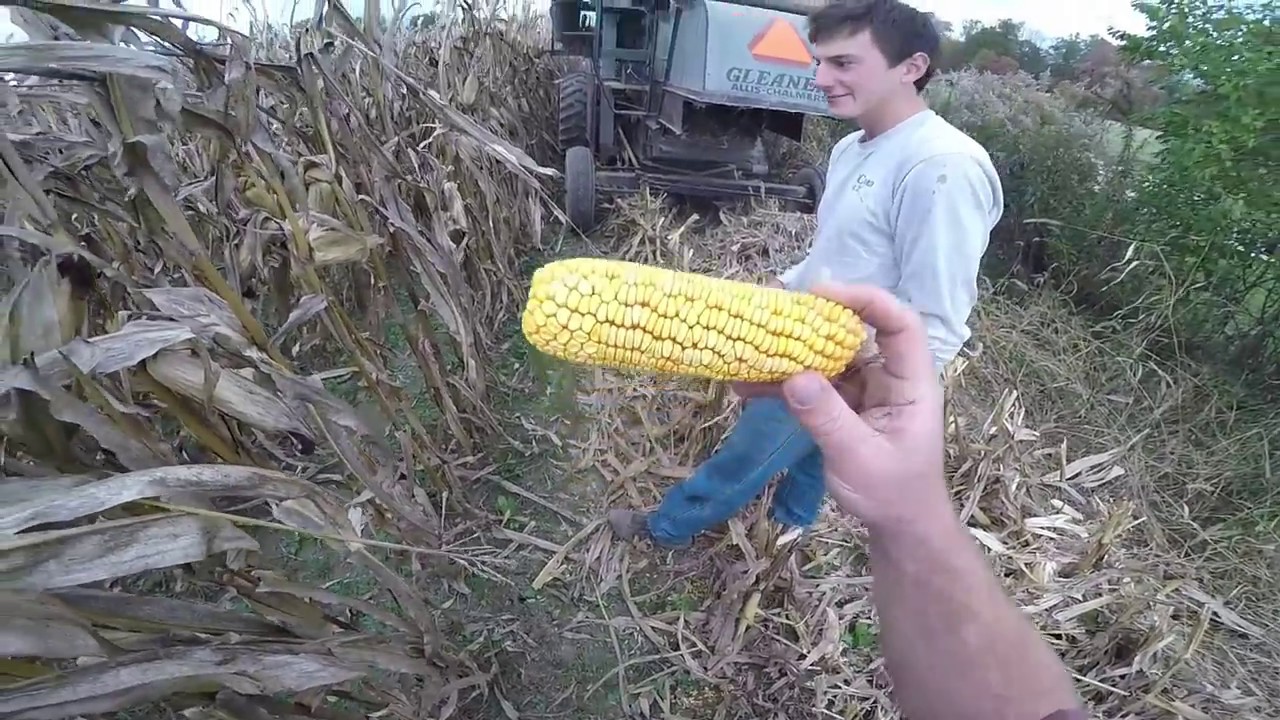 Gleaner K: Opening a Corn Field for Ear Corn