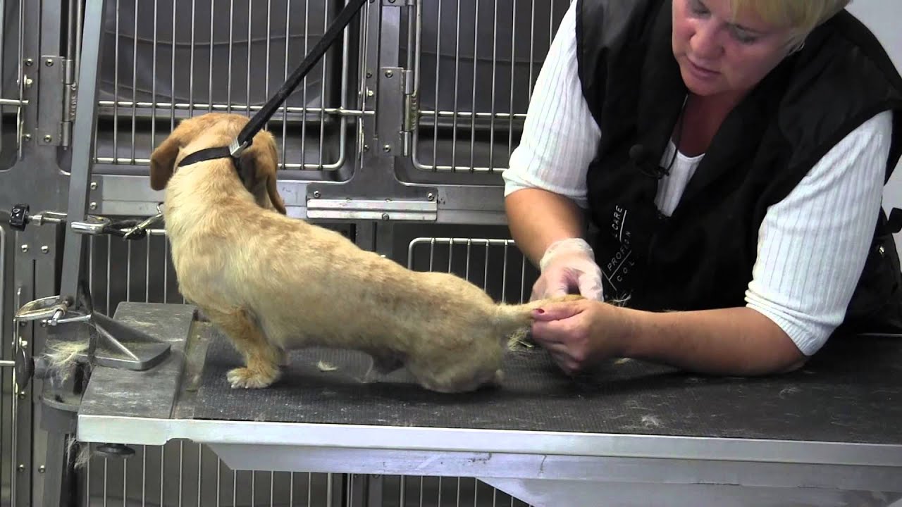 Wire Haired Dachsund Hand Strip- Tail