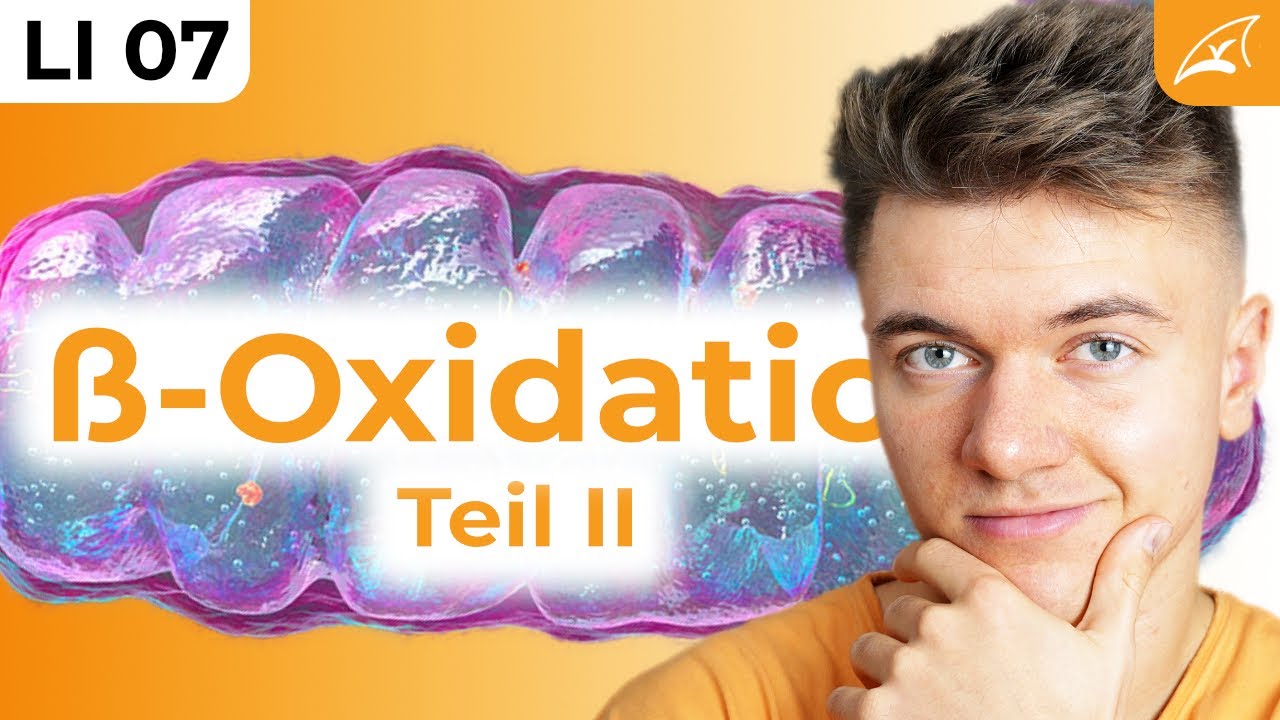 Beta-Oxidation II - einfach erklärt! // Energiebilanz, Peroxisom, ungeradzahlige FS
