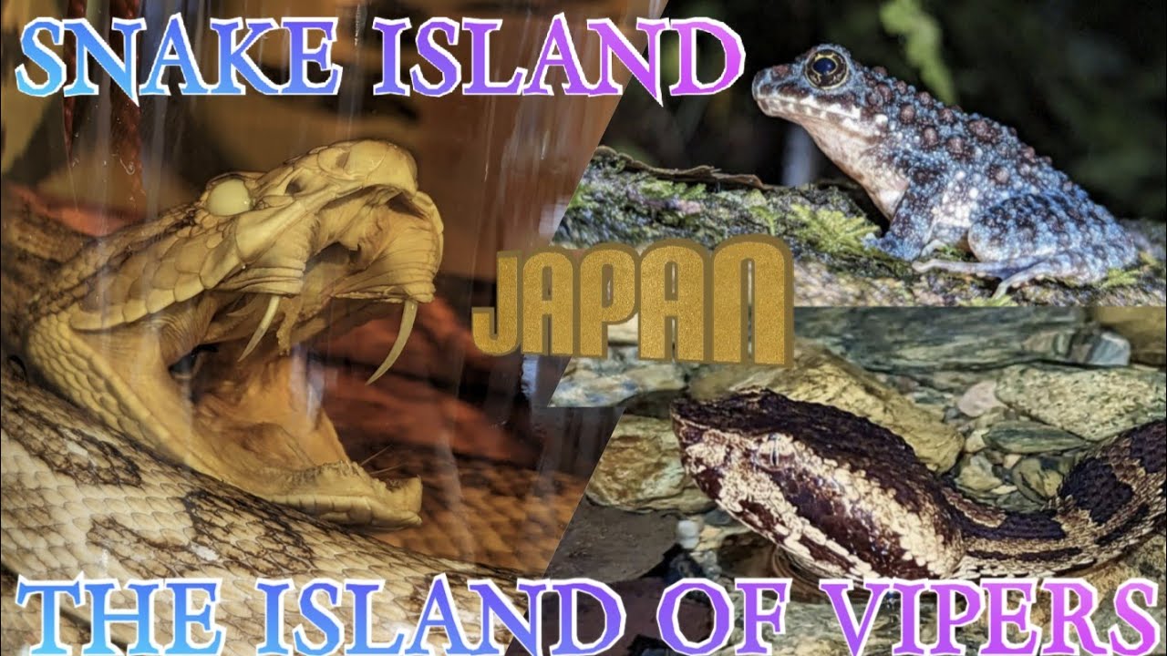 SNAKE ISLAND JAPAN - Herping Okinawa