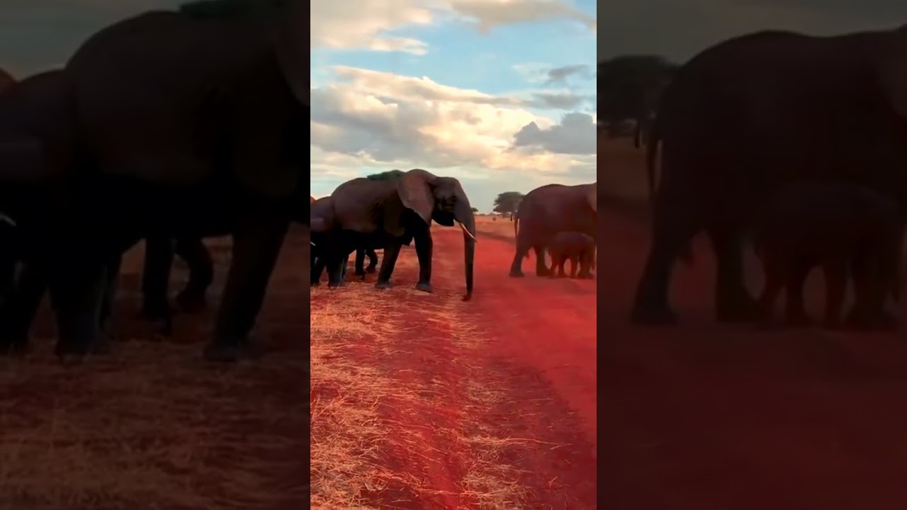 WUPPLES&reg; Pets (Elephants 1)