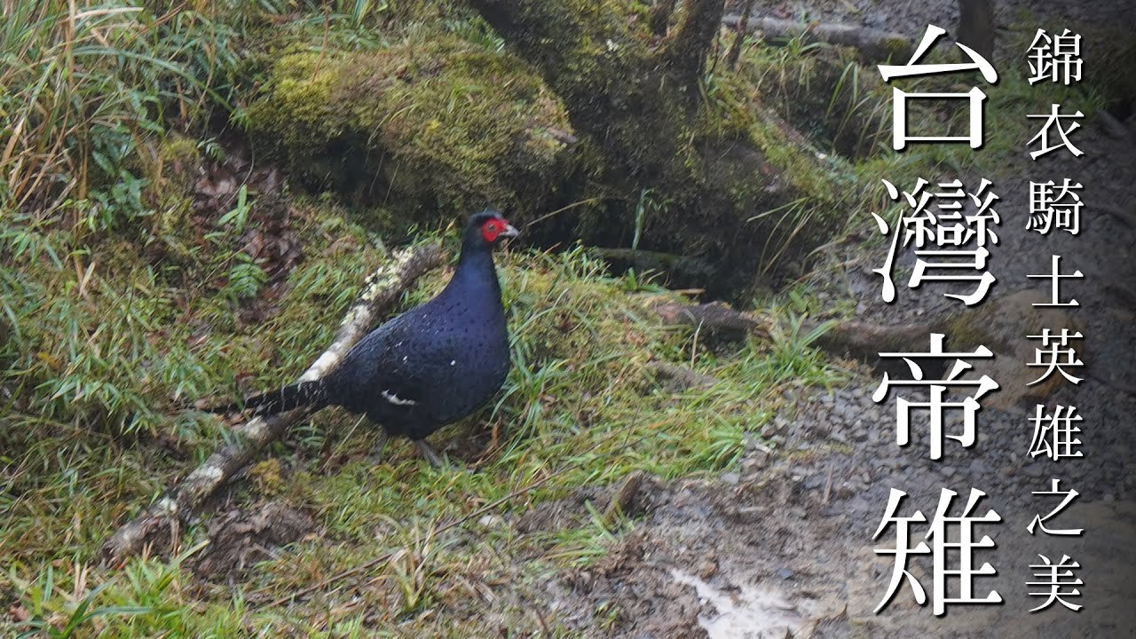 The National Bird of Taiwan - Mikado Pheasant