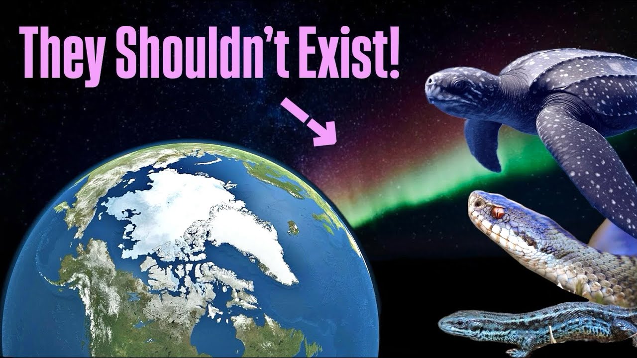 Meet The Arctic Reptiles That Shouldn’t Exist!