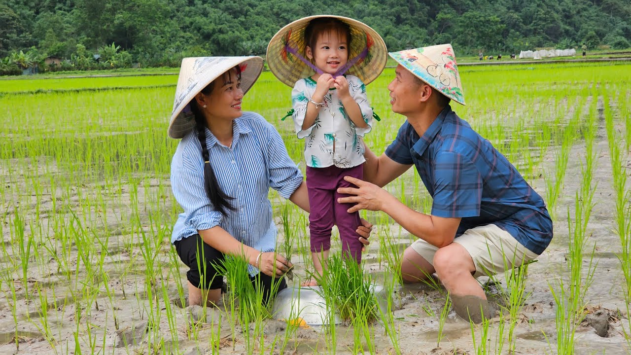 Husband And Daughter Help Wife Grow Rice - Family Love & Simple Life | Lý Phúc An