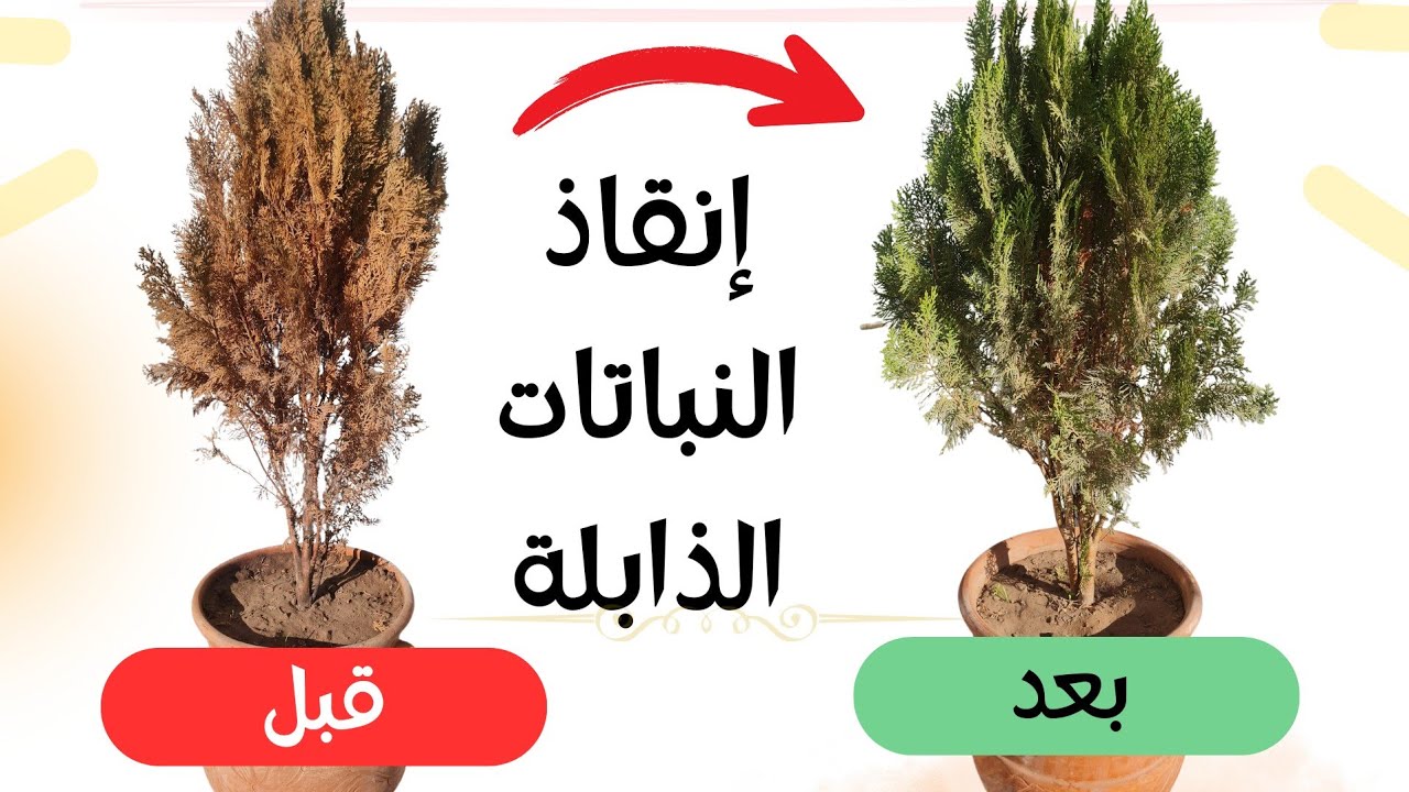 طريقة إنقاذ وإنعاش النباتات الجافة والميتة بخطوات بسيطه