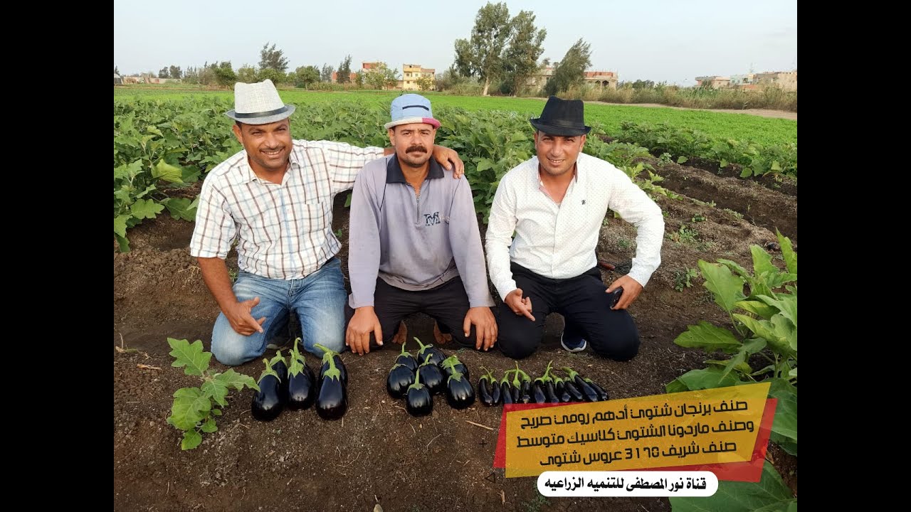 أصناف الباذنجان الشتوي - صناف باذنجان أدهم  & ماردونا  & شريف 3178