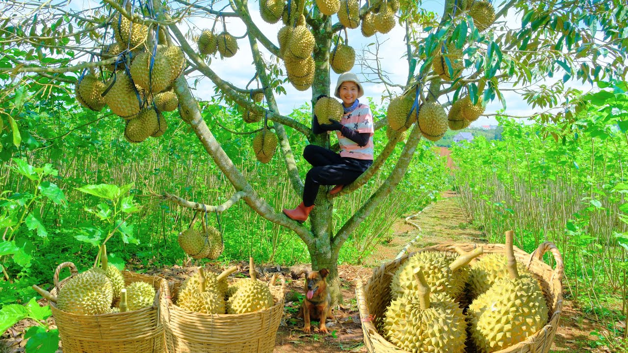 Harvesting a Durian Tree Loaded with Fruit Goes To Market Sell - Doing Housework | Tieu Lien