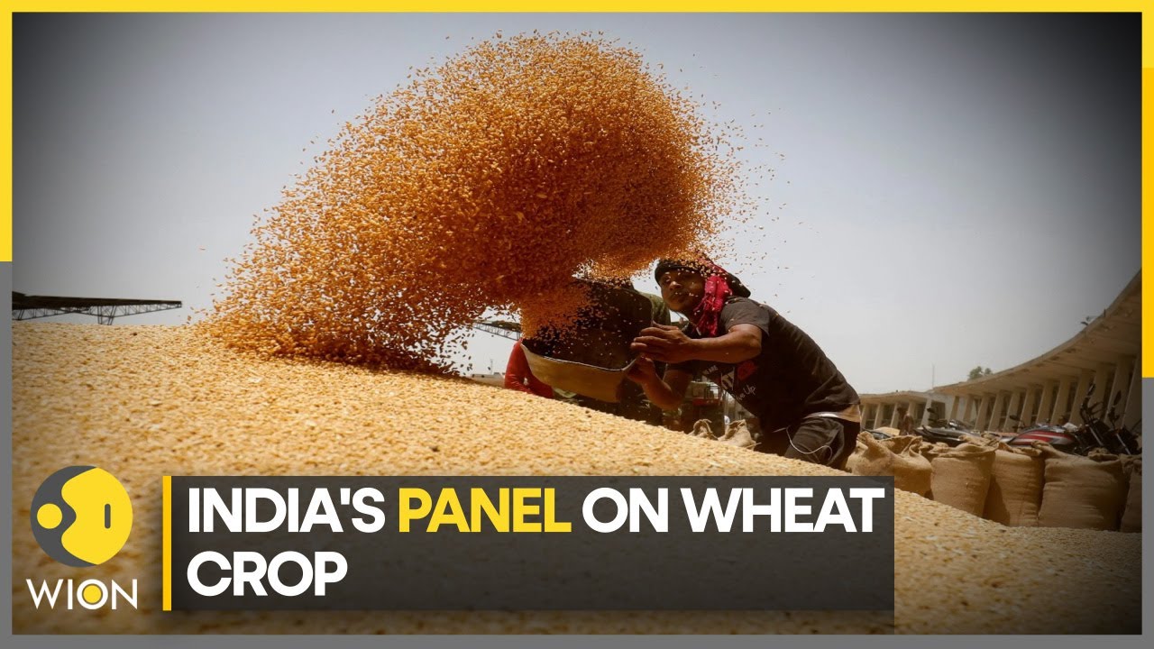 India studies impact of higher temperature on wheat I WION Climate Tracker I WION