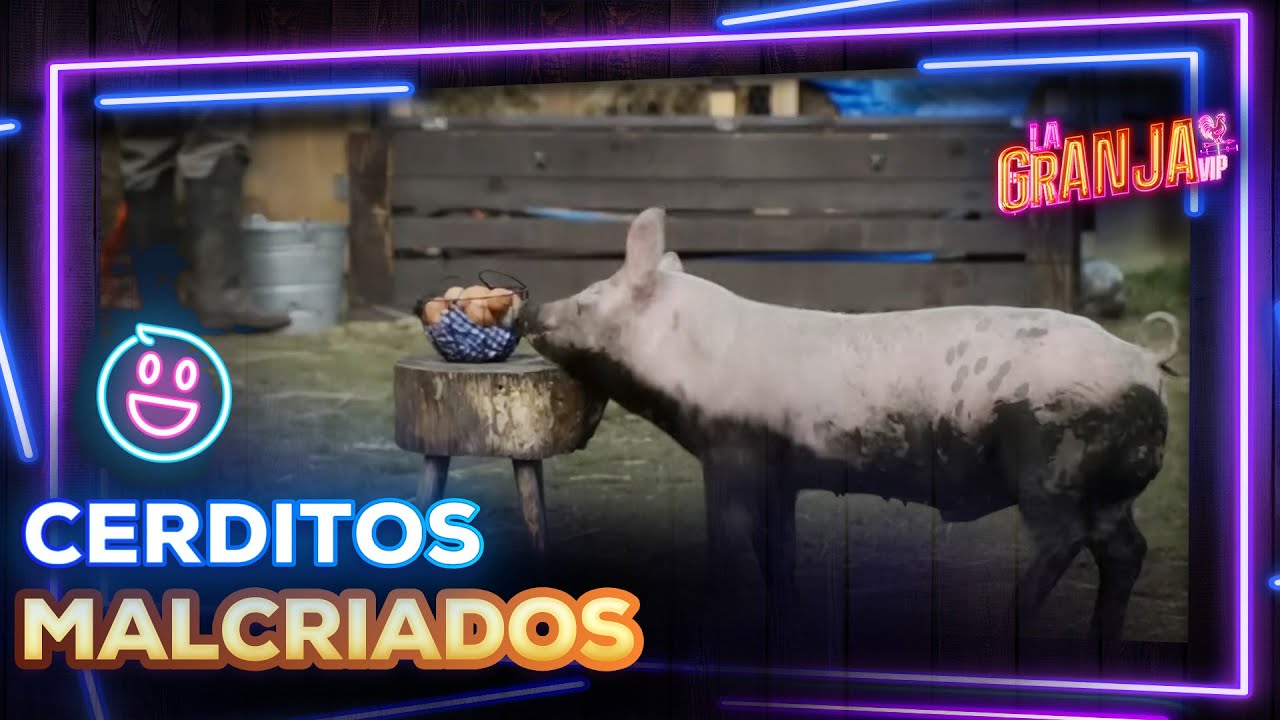 ¡Los cerditos anduvieron de traviesos y se comieron todos los huevos! 🥚😱🐷