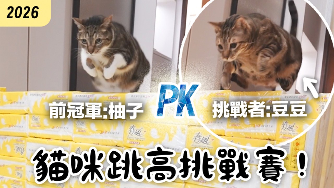 【黃阿瑪的後宮生活】2026貓咪跳高挑戰賽！柚子PK豆豆誰會贏？