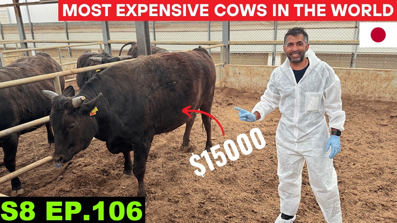 World's MOST EXPENSIVE KOBE BEEF FARM VISIT 🇯🇵 S8 EP 106 | Pakistan to Japan Motorcycle