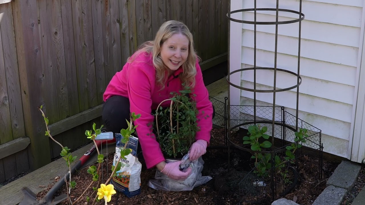 Planting False Climbing Hydrangea and a Sweet Summer Love Clematis