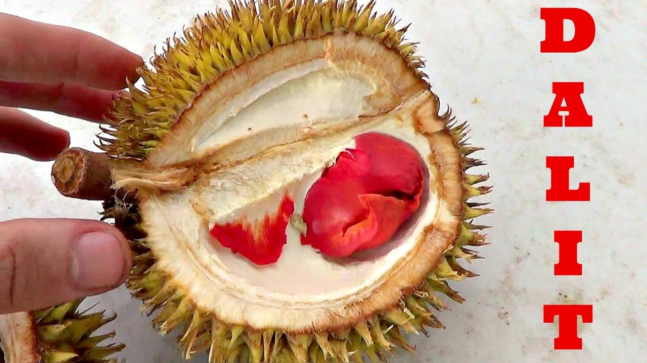 Dalit Jungle Durian Review (Durio Graveolens) - Weird Fruit Explorer Ep. 160