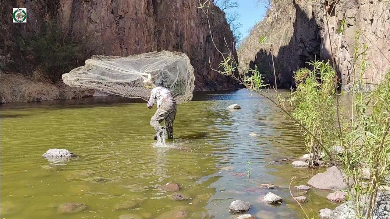 Pocas pescas como esta en el rio tarrayazos muy buenos tilapias muy grandes