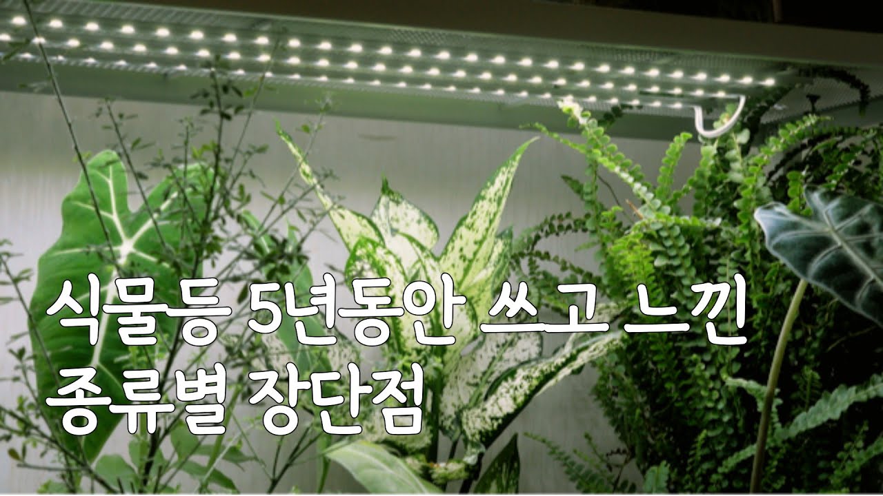 햇빛 안 드는 아파트 거실 식물등  종류별 장단점 |식물 인테리어 | 플랜테리어