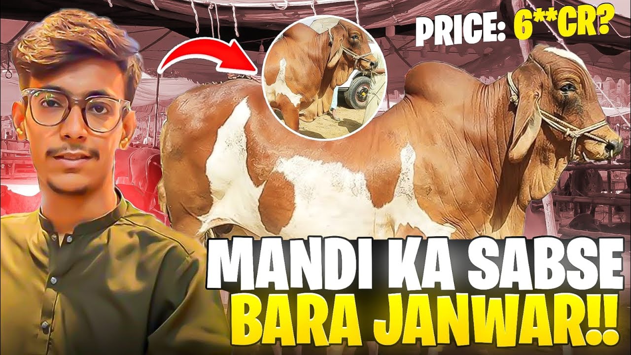 Aaj hum Malir Mandi Janwar Dekhne k liye gaye🐄|@Naeem_Mini_World