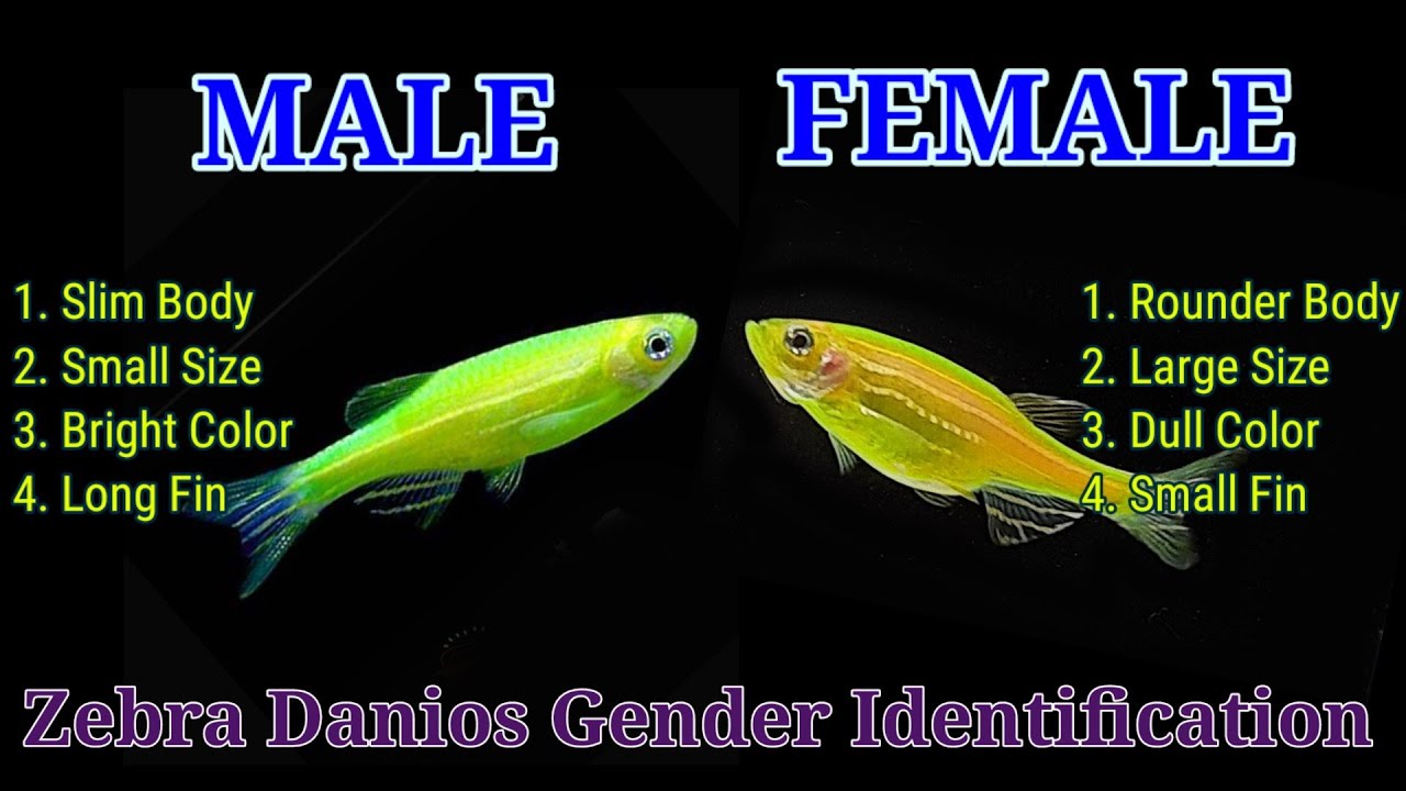 Zebra Danios Male And Female | Green Zebra  Gender Identification