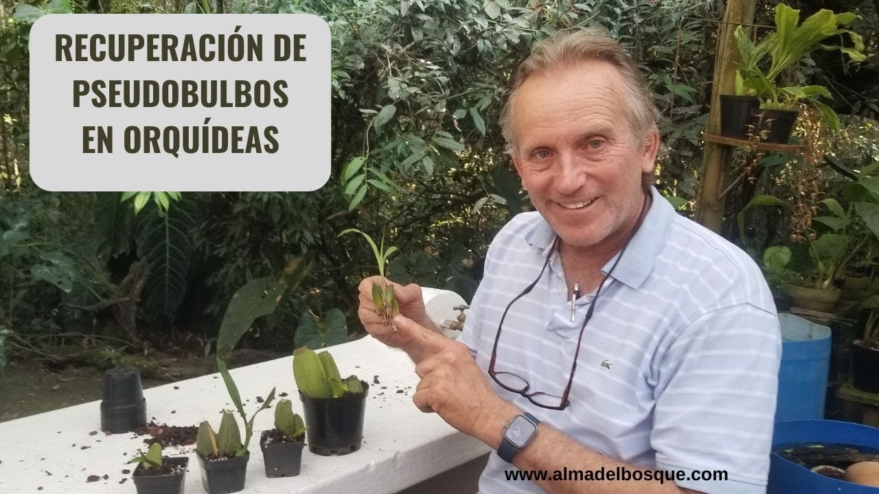 Recuperación y rescate de pseudobulbos viejos en orquídeas