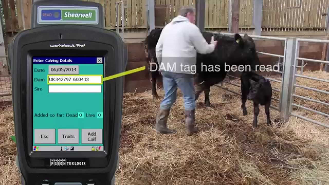 Calving with Stock Recorder - Shearwell Data