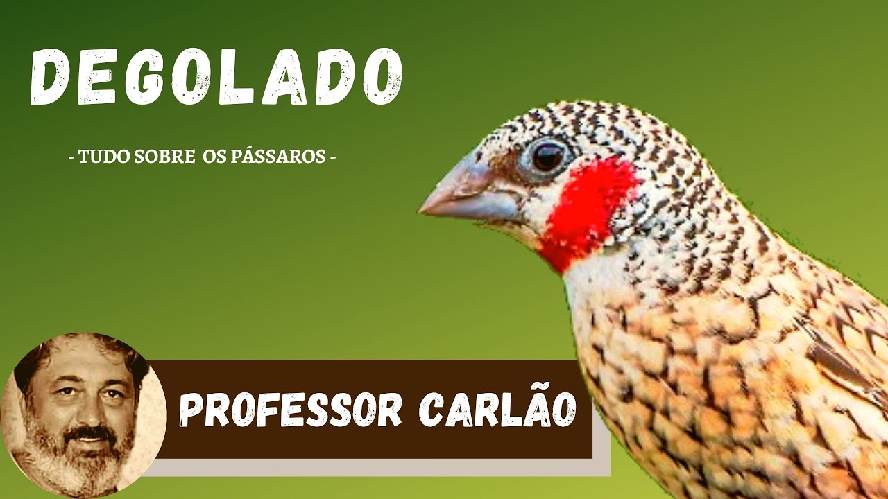 Descubra tudo sobre o pássaro Degolado - Degolado linda ave exótica!