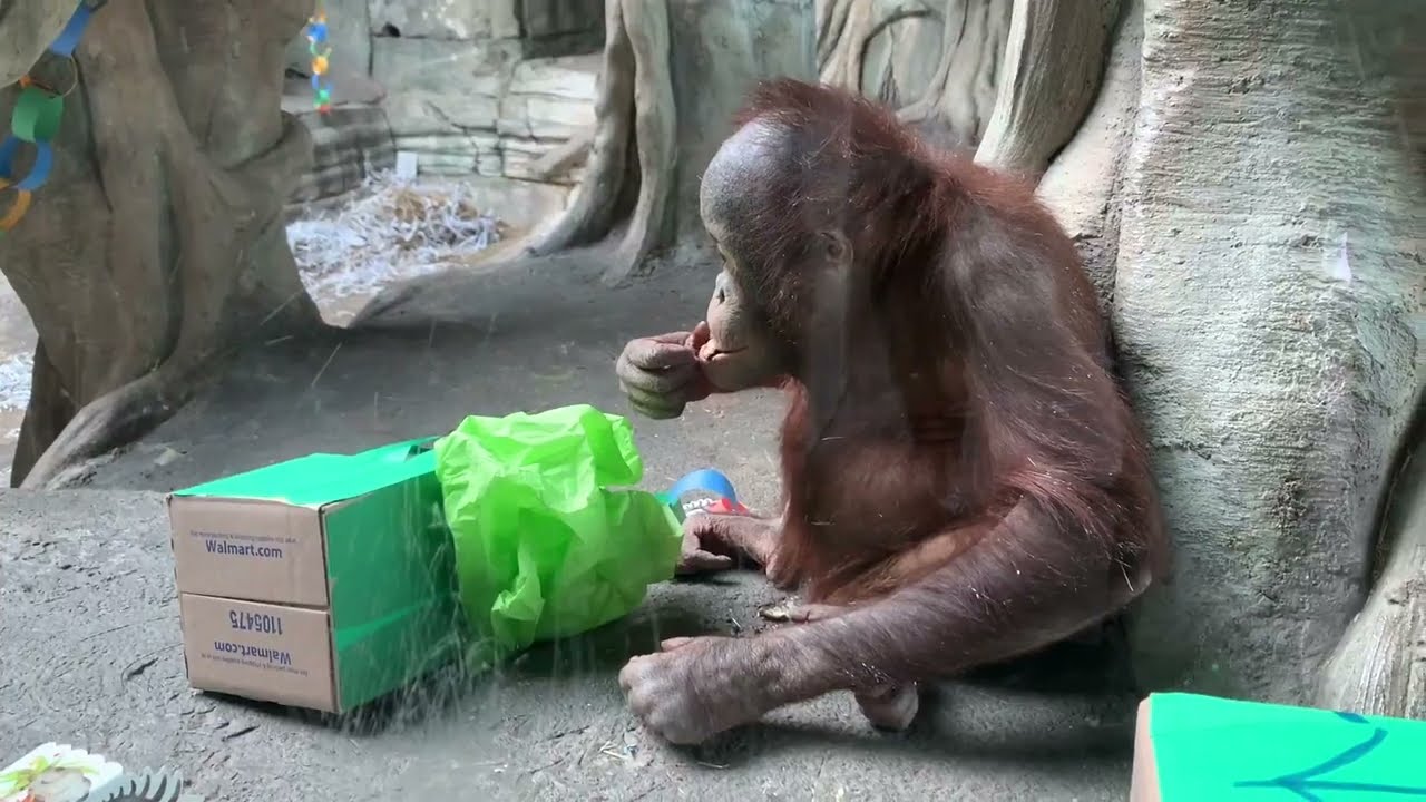 Erie Zoo Orangutan Otis turns 5!