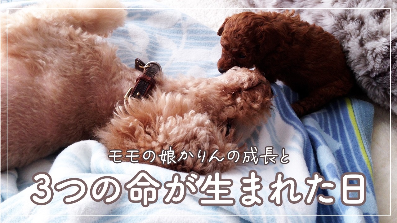 モモの娘「かりん」の成長と3つの命の誕生｜妊娠してわかった病気｜トイプードルの出産｜可愛い三つ子のパピー達｜大腿骨頭壊死症（レッグ・ペルテス病）を乗り越えて｜子犬