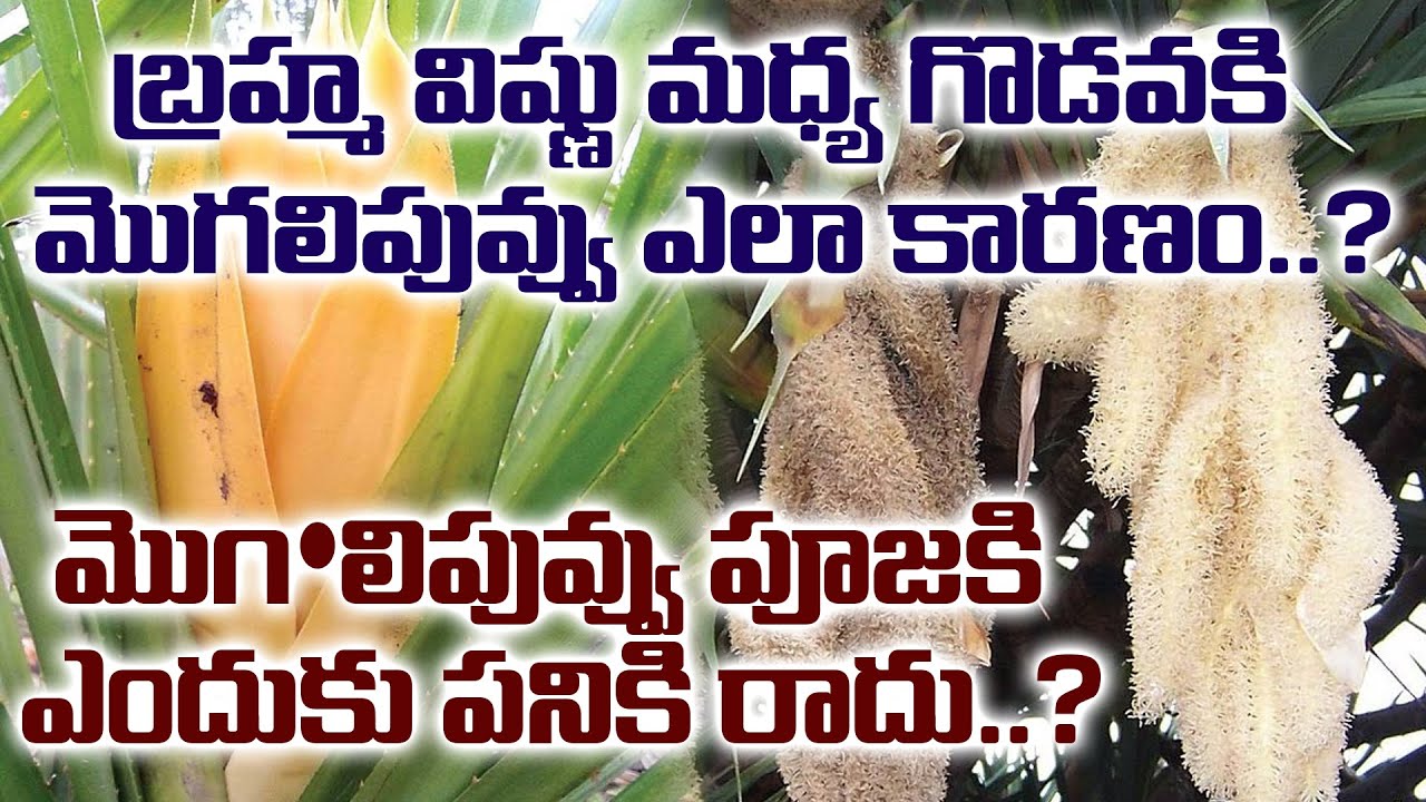మొగలిపువ్వు పూజకి ఎందుకు పనికి రాదు..? || Unknown Facts about Mogali Puvvu | Real Facts | Samskruthi