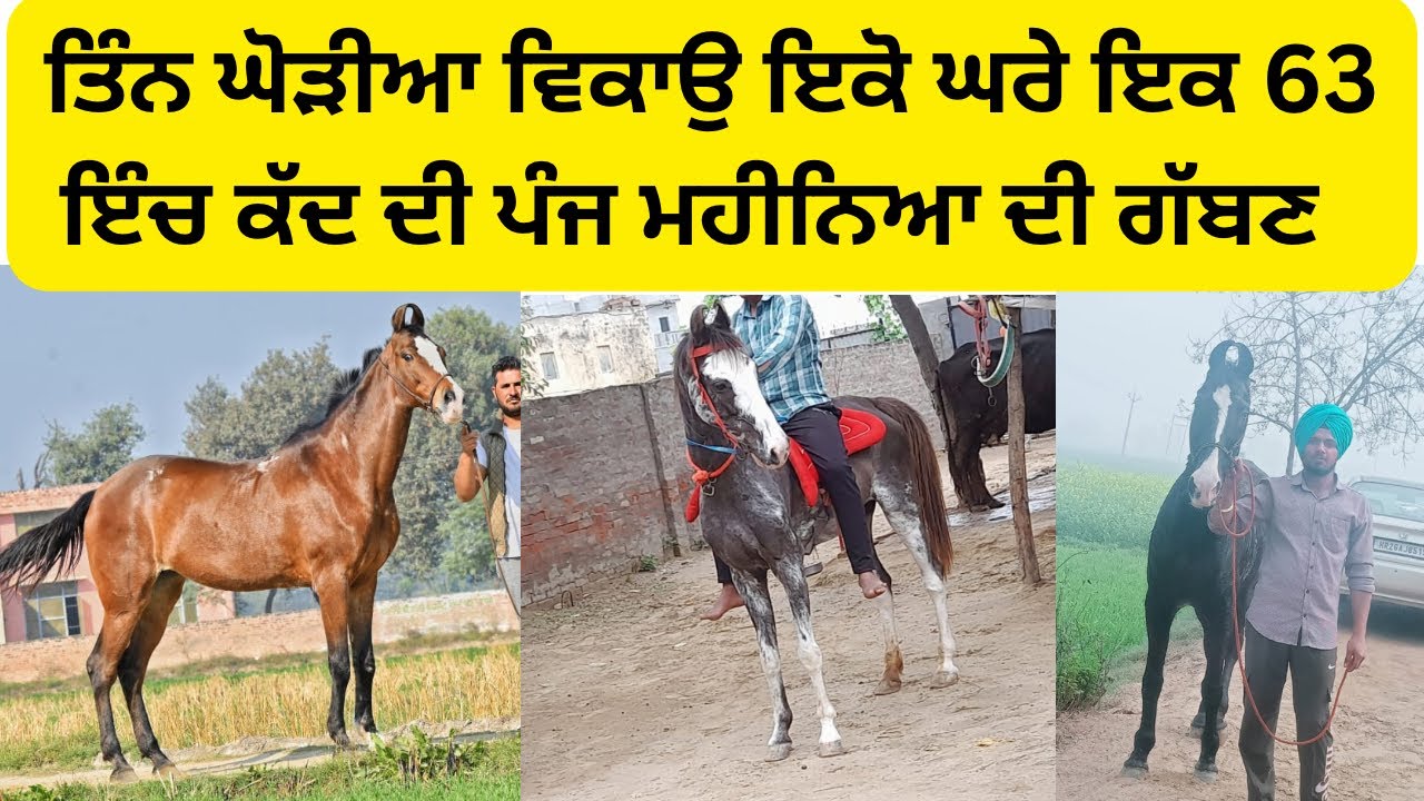 Mare for sale/horse for sale घोड़ी बिकाऊ 
