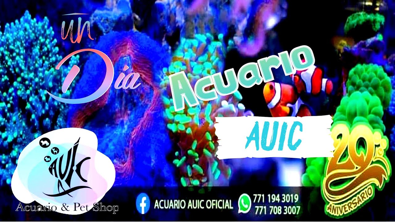 Un día en Acuario AUIC ||