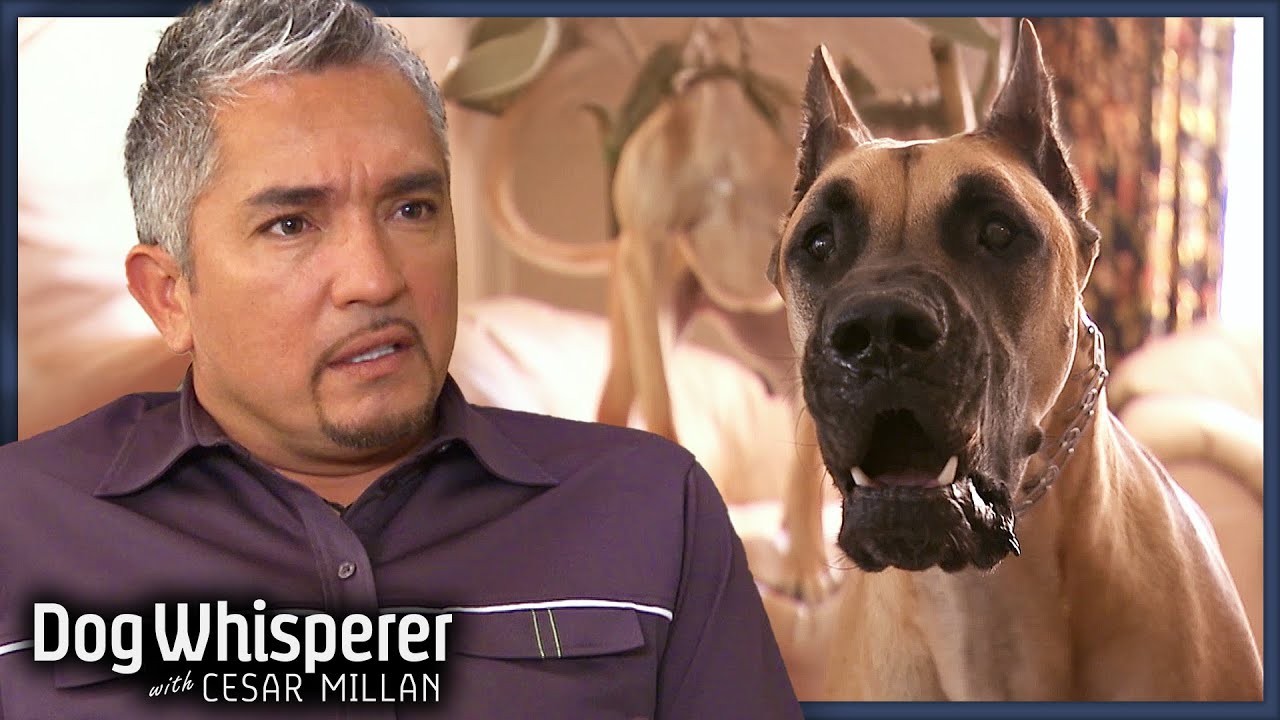 Aggressive Great Dane Terrifies His Owners! | S5E23 Full Episode | Dog Whisperer With Cesar Millan
