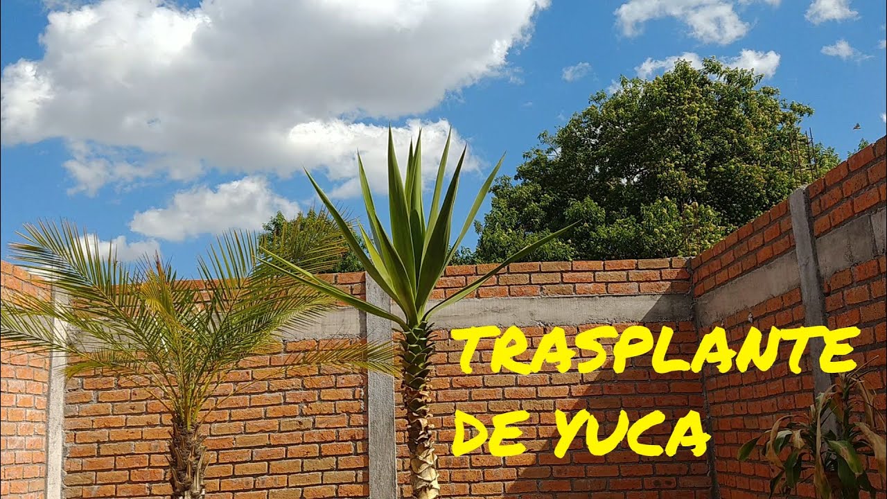 SANEAMIENTO DE RAÍCES EN YUCA (que terminó en trasplante con cambio de sustrato)