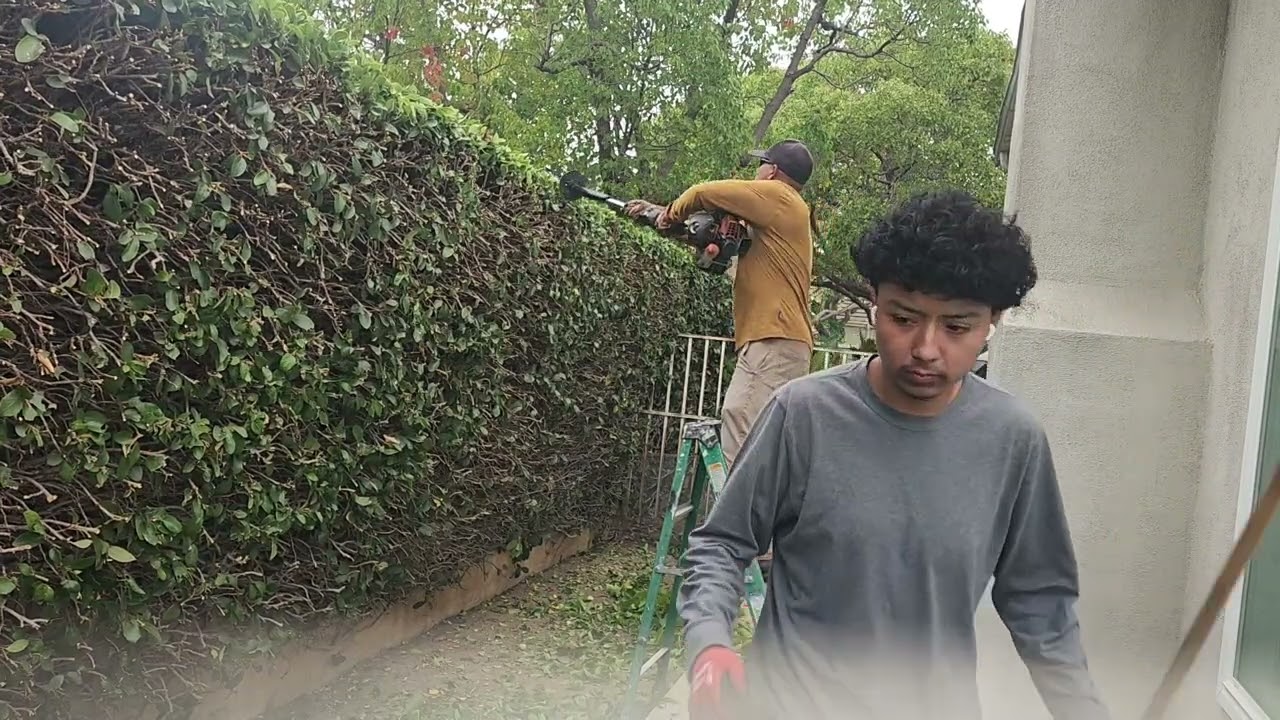 Day 67 Trimming Hedge